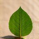 Feuille verte sur papier recyclé